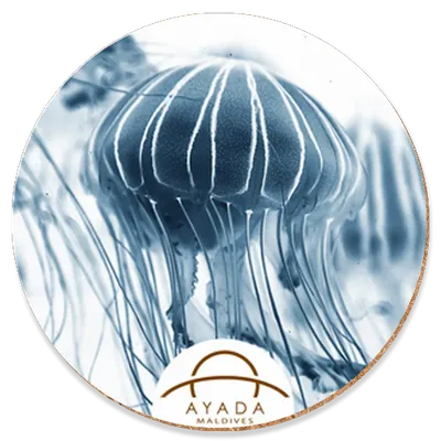 Round Round - Custom Ribbons Now