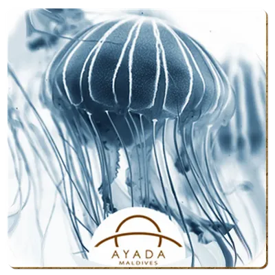 Square Square - Custom Ribbons Now