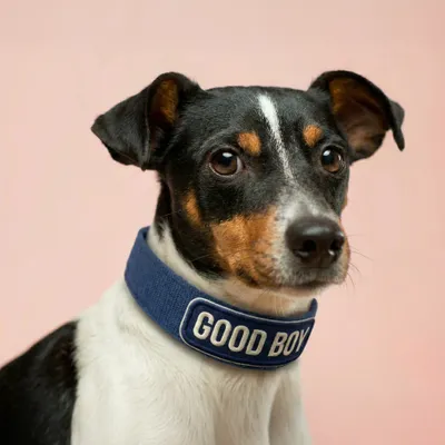 Pet Harness - Custom Ribbons Now