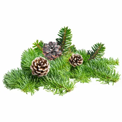 Pine - Custom Ribbons Now