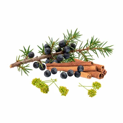 Juniper Berry - Custom Ribbons Now