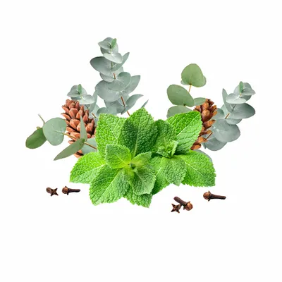 Eucalyptus & Mint - Custom Ribbons Now